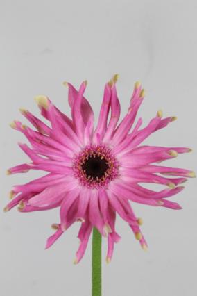 Gerbera Pastini Vittoria