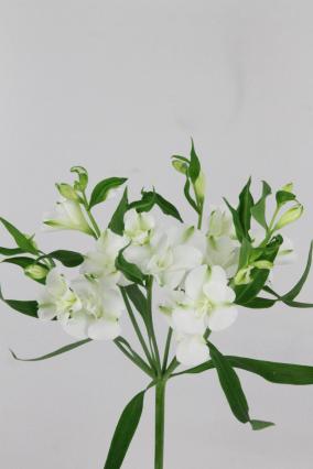 Alstroemeria Fl Charmelia Blanca