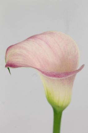 Calla Blushing Lady 65cm Es
