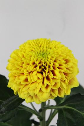 Chrys Bl Tropicana