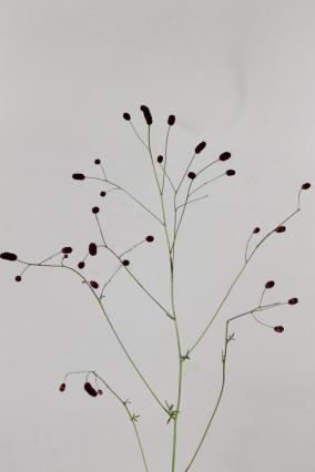 Sanguisorba Orient Dream 100cm