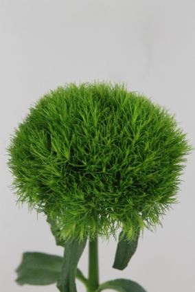 Sweet William Kiwi Cool 55cm
