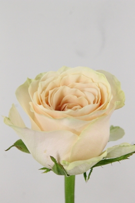 Rose Bg Roxanne 60cm X10