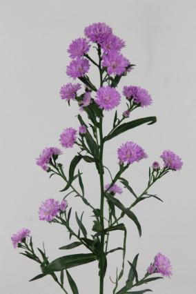 Aster Double Date Pink 70cm