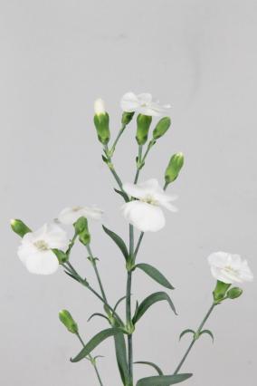 Carnation Spr Solandis Calmfly