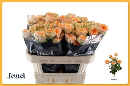 Rose Spr Limasol 60cm X10