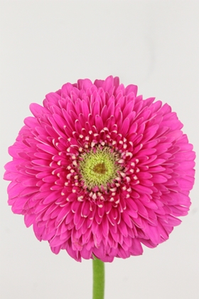 Gerbera Magic Ball