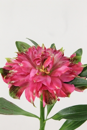 Alstroemeria Fashionista Sofiena