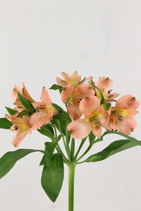 Alstroemeria Vixen Ex