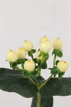 Hypericum Coco Bellimo 60cm