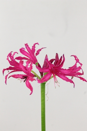 Nerine Bo Mister Cees 70cm