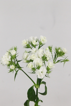 Sweet William Doblino White 60cm