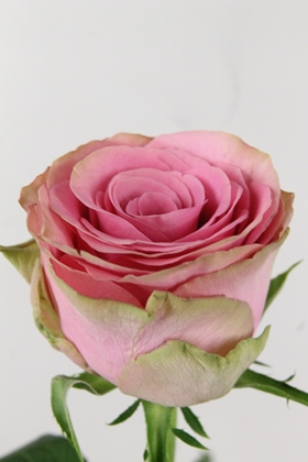 Rose Bg Renaissance 60cm X10