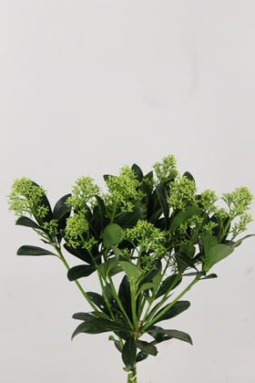 Skimmia Frank White 45cm