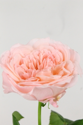 Rose Bg Mayfield 60cm X10