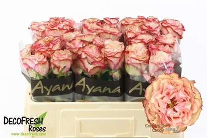 Rose Bg Country Spirit Candy 50cm X10