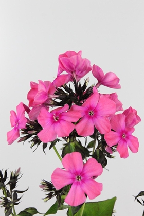 Phlox Kiki 60cm Imp