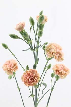 Carnation Spr Miss Prudence 60cm