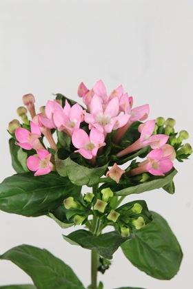 Bouvardia Si Sweet Jewel 70cm