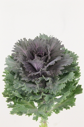 Brassica Altair 60cm