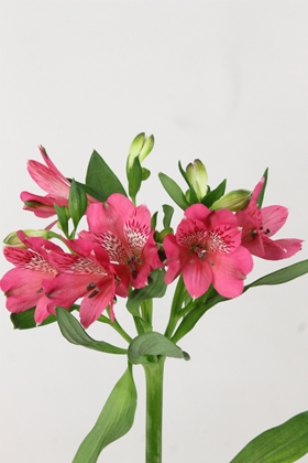 Alstroemeria Bikini