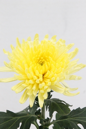 Chrys Bl Topspin Yellow