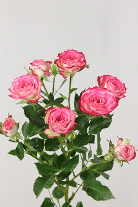 Rose Spr Vanessa 60cm X10