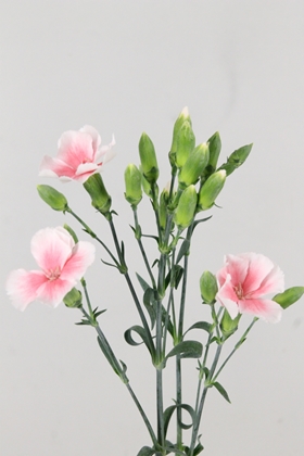 Carnation Spr Solomio Sia 60cm
