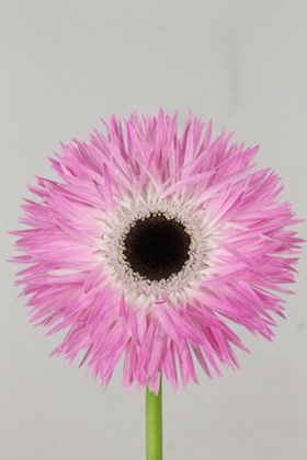 Gerbera Spider Stitch