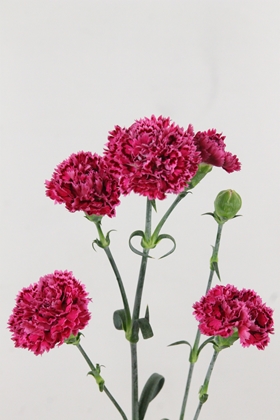 Carnation Spr Nobbio Palet
