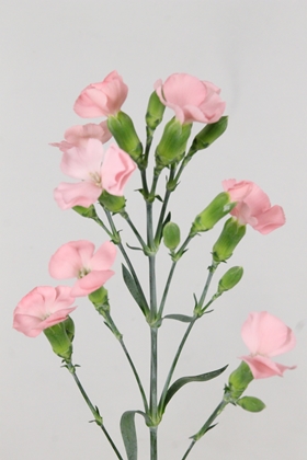 Carnation Spr Solomio Ivo 60cm