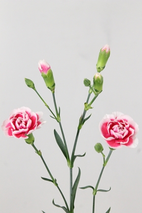 Carnation Spr Cherry Marvel 60cm