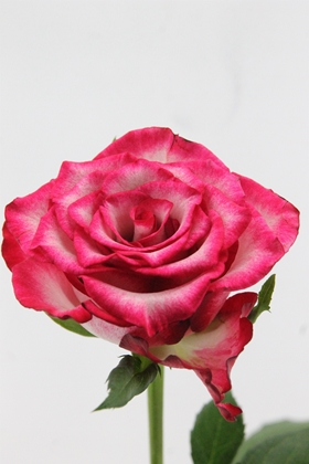 Rose Bg Ripasso 60cm X10