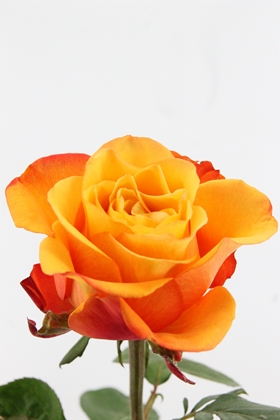 Rose Bg Fire Fly 60cm X10