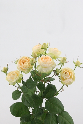 Rose Spr Darlene 60cm X10