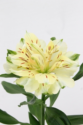 Alstroemeria Fashionista Couture 70cm