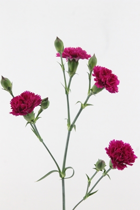 Carnation Mi Fiorino Purple 60cm