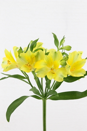 Alstroemeria Badalona