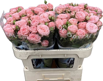 Rose Spr Augisey 60cm
