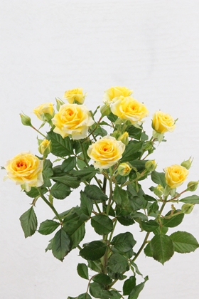 Rose Spr Fantalicious 70cm