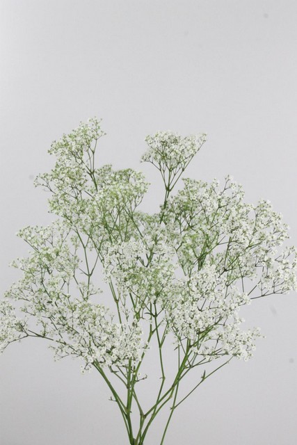 Gypsophyla Million Star 80cm 30g Ec