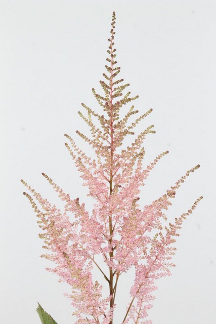 Astilbe Erika 70cm