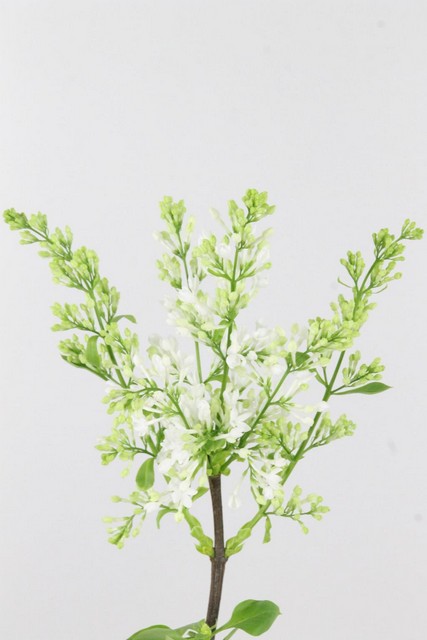 Lilac Vulgare Engler Weissen Traum 60cm 4bl