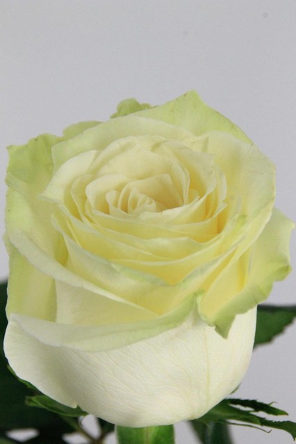 Rose Ec Mondial 60cm