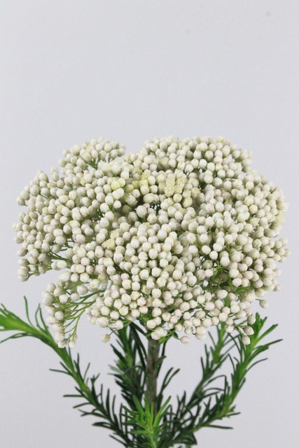 Riceflower Snow White 50cm