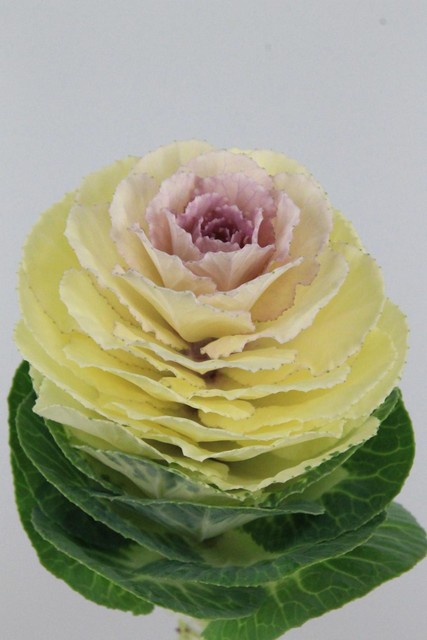 Brassica White Crane 60cm