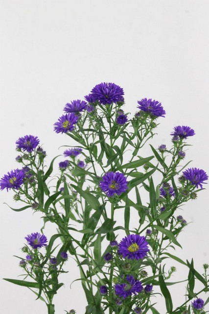 Aster Astee Dark Milka 70cm