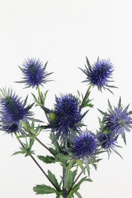 Eryngium Supernova 70cm