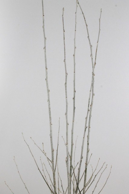 Abeel Populus Alba 120cm