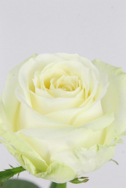 Rose Bg Avalanche+ 60cm